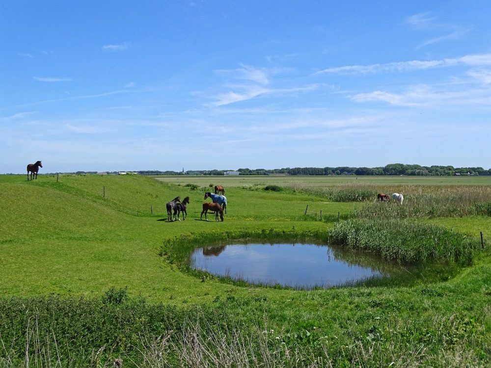 Hoogeland